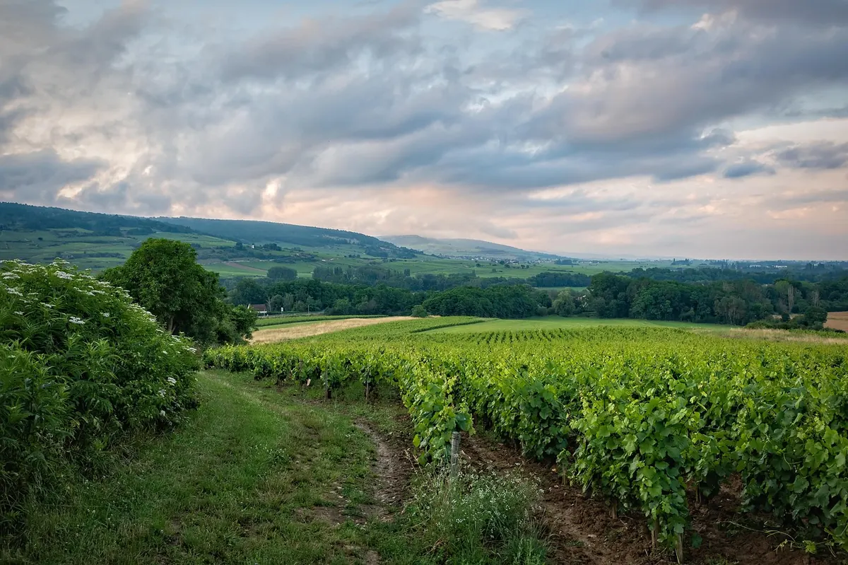 A Beginner's Guide to English Wine Regions: Sussex, Kent, Hampshire and Beyond